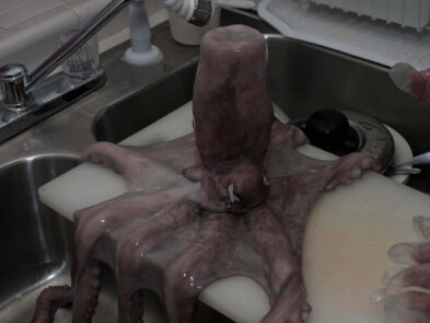 Large octopus spread across a cutting board beside a kitchen sink during preparation for an experimental photo shoot.